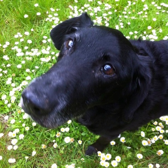 🎀Meet your Posher🎀 - Picture 7 of 8